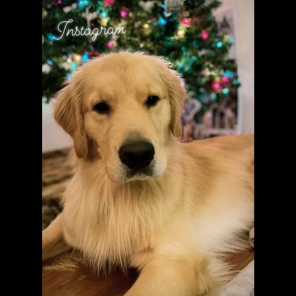 Meet your Posher, Janet